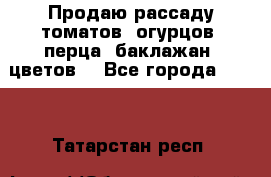 Продаю рассаду томатов, огурцов, перца, баклажан, цветов  - Все города  »    . Татарстан респ.